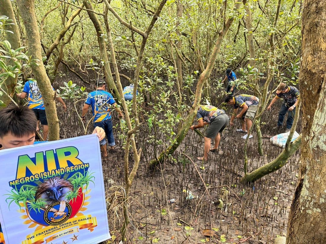 The NIR banner held up in the mangrove forest